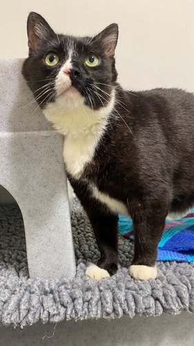 black-and-white cat standing on grey fleece blanket next to grey plastic cat hide