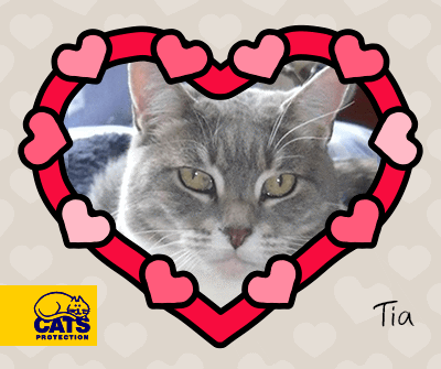 Tia lonely hearts column adopt a cat