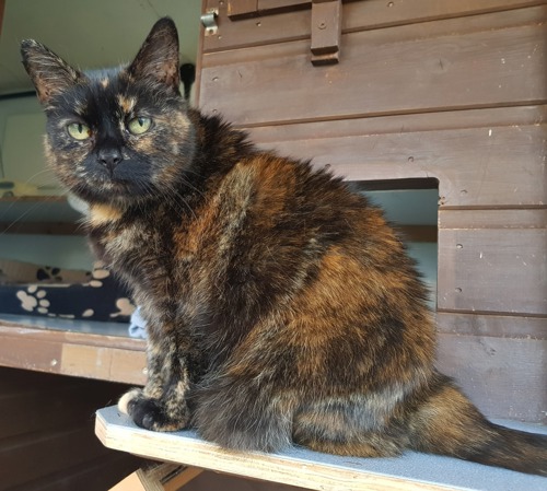 tortoiseshell cat sat on wooden shelf