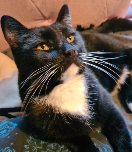 black-and-white cat with amber eyes