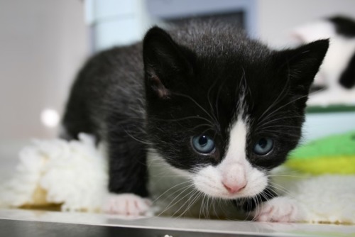 black and white kitten with blue eyes