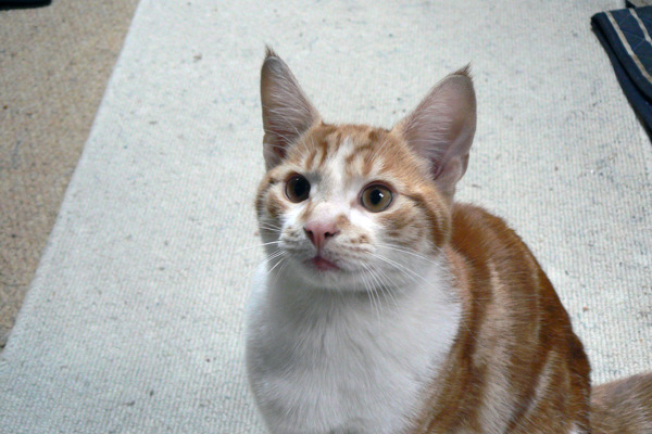 Canal boat cat Big Ginge returns home after 10 years