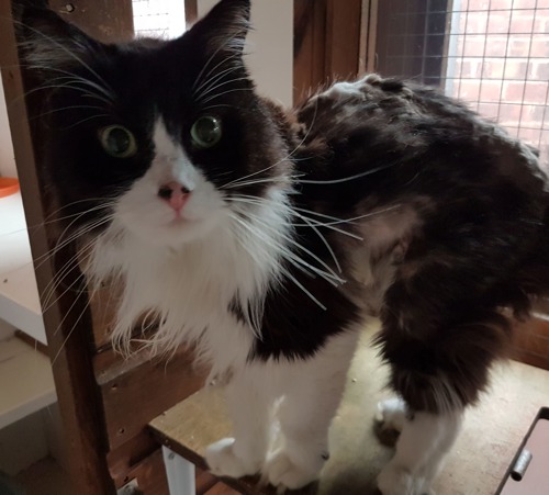 black-and-white long-haired cat