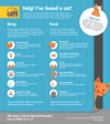 An infographic to help you identify between a feral or stray cat