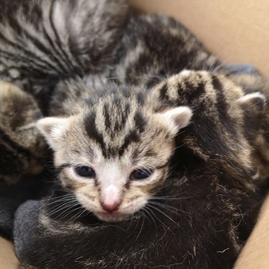 Tiny tabby kitten litter