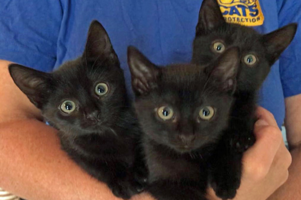 Volunteers help 16 cats from a farm in Honiton