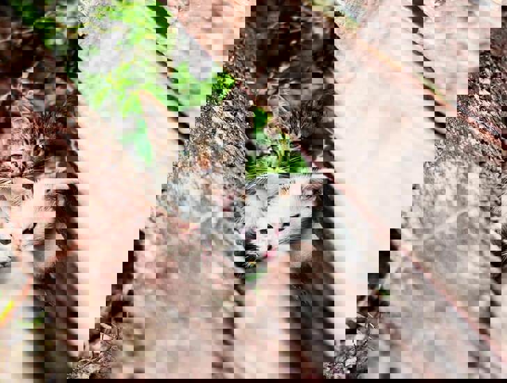 What Are Feral Cats Help and Advice Cats Protection