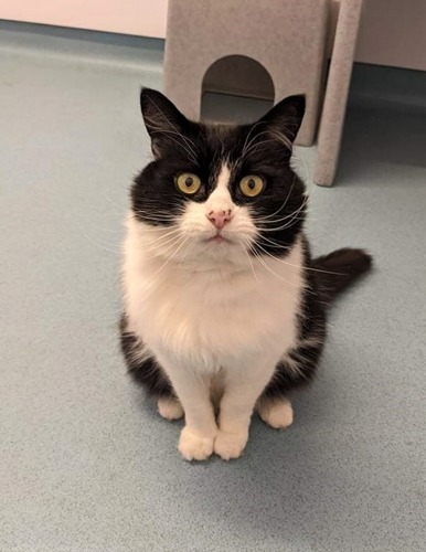 black-and-white cat