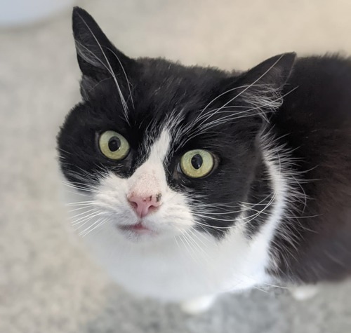 black-and-white cat