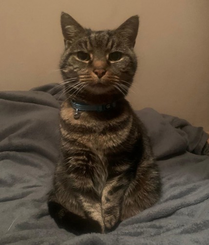 Brown tabby cat sitting on grey fleece blanket