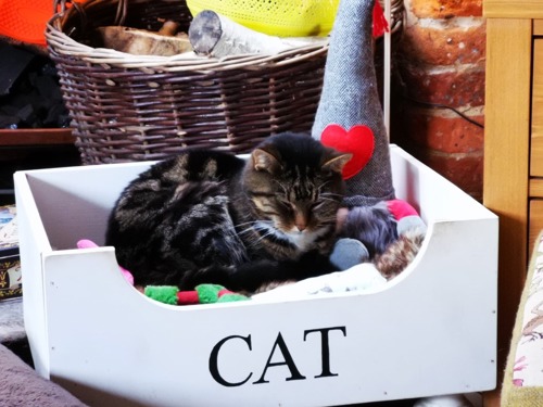 brown tabby cat sat inside white wooden box with the word 'cat' on the side