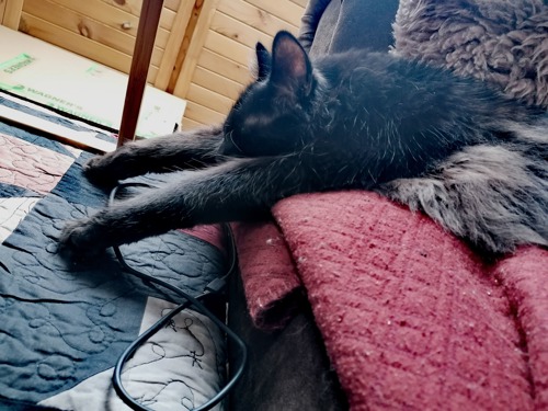 black cat lying on red blanket with front legs stretched out in front