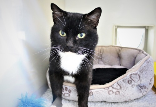 black-and-white cat standing in grey cat bed