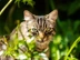 Tabby cat standing in grass