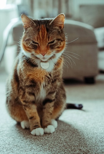 tortoiseshell-and-white cat with collar with silver pendant