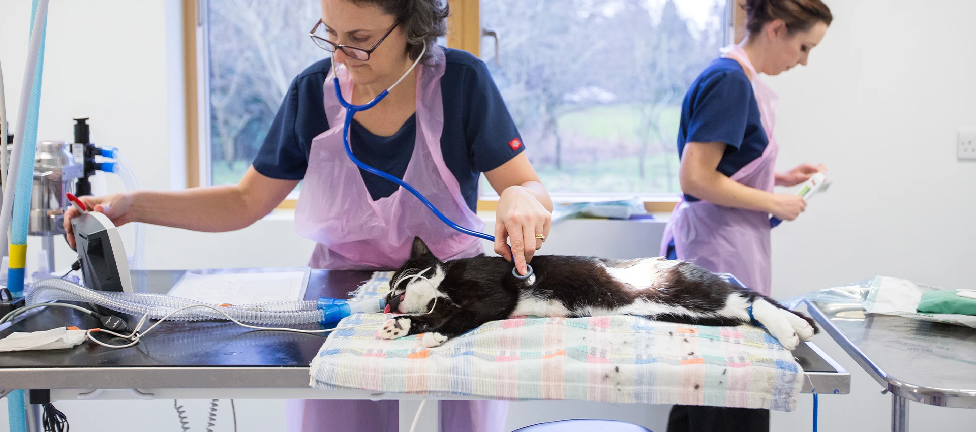 Vets with cat on operating table