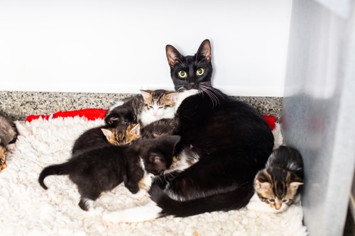 black-and-white cat lying down with litter of kittens