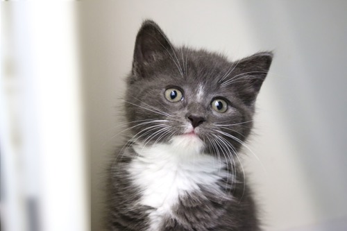 grey-and-white kitten