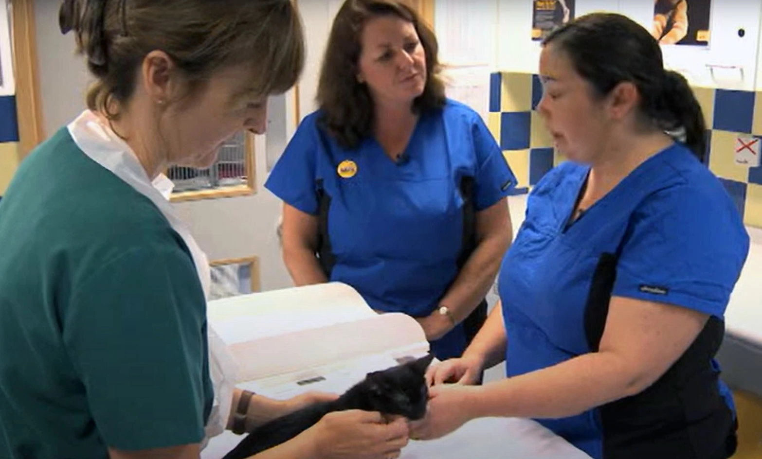 Kitten neutering videos II