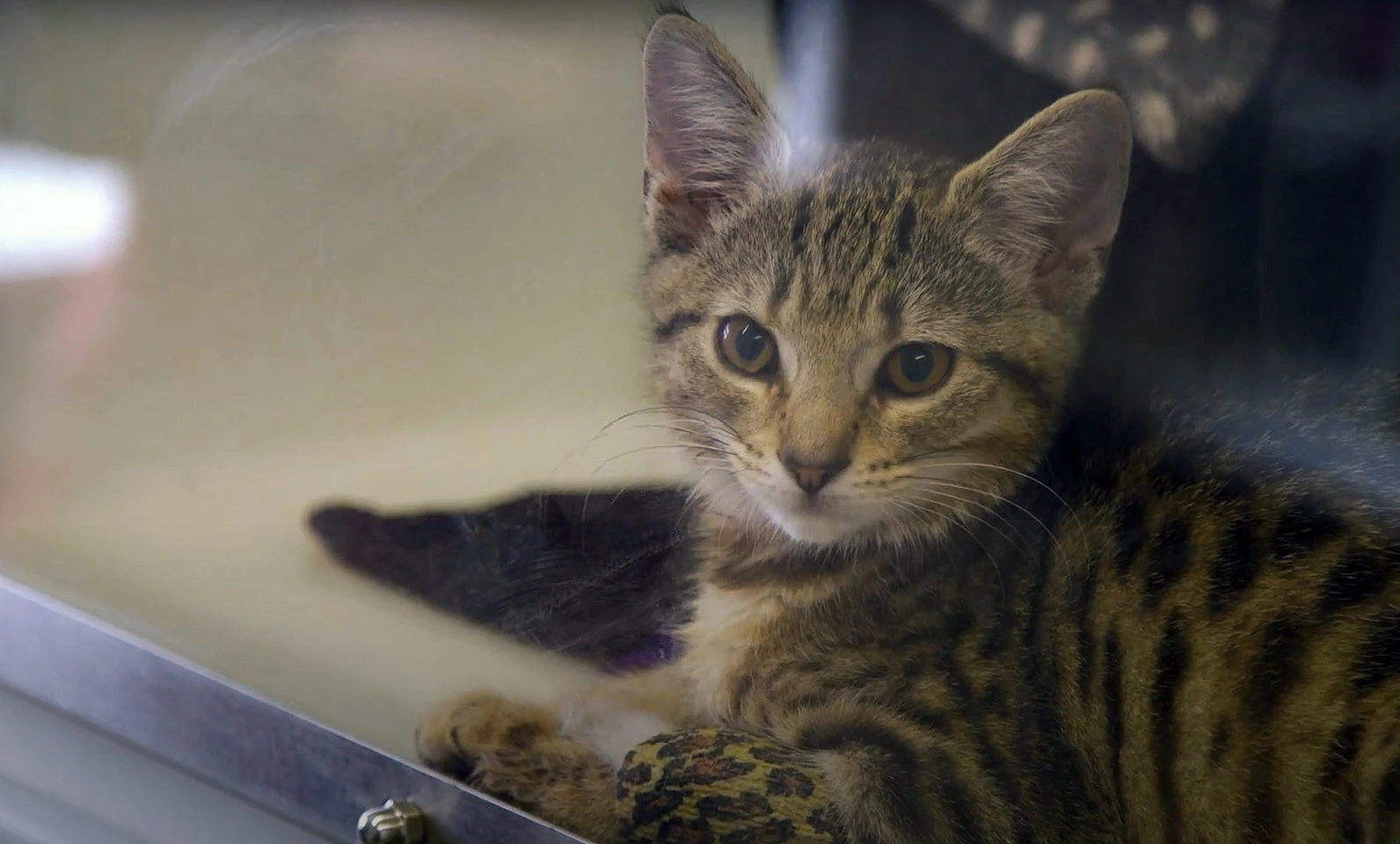 Kitten neutering videos