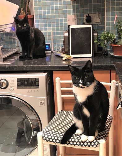 black cat standing on black kitchen counter with black-and-white cat sat on white kitchen chair in the foreground