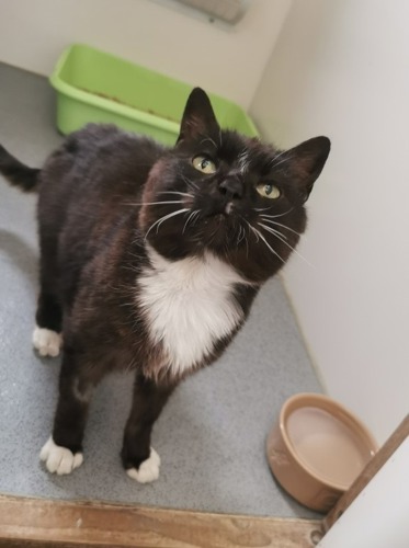 black-and-white cat standing in cat pen