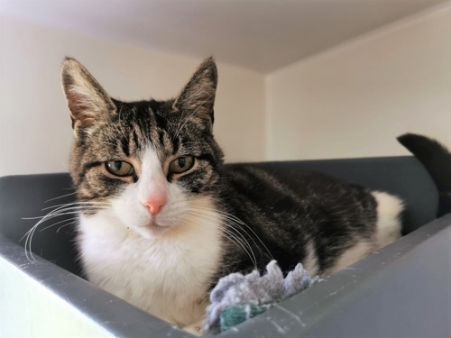 tabby-and-white cat sat in grey plastic cat bed