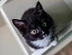 Black-and-white-kitten.jpg