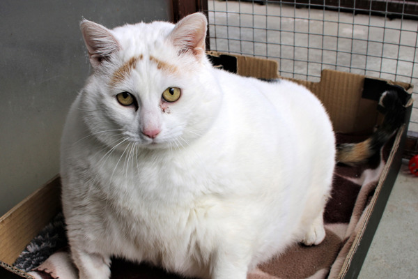 Obese Rainbow puts on 12kg in just three years