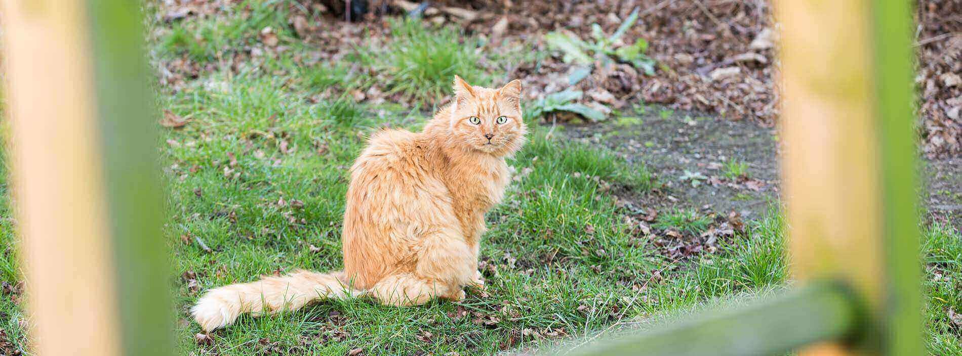 Lungworm in Cats Help Advice Cats Protection