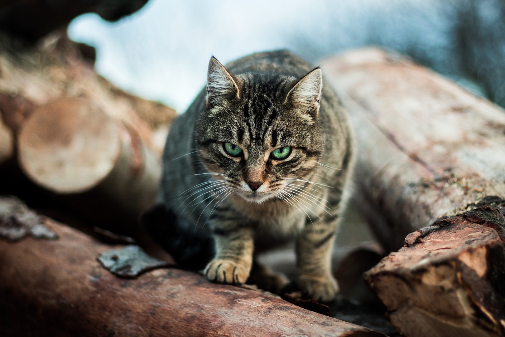 Aggressive cats