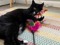 one-eyed black-and-white cat playing with fishing rod cat toy