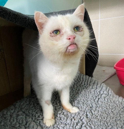 white cat standing on grey fleece blanket