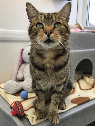 brown tabby cat sitting on blanket in front of grey cat hide