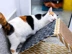 A cat with a scratcher
