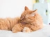 A ginger cat grooming