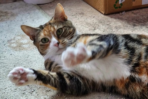 tabby-and-white cat lying down with paws in the air