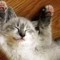 Grey kitten smiling and lying down