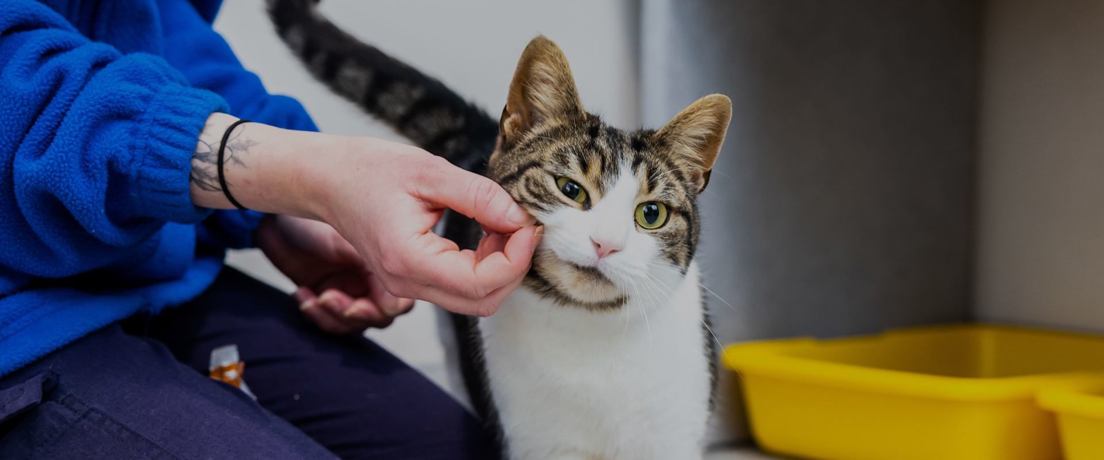 Cats Protection North Yorkshire Cat Centre