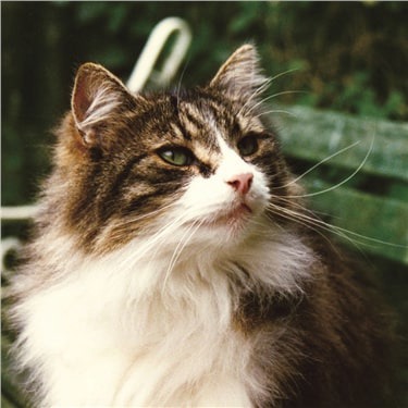 Long haired tabby cat