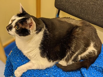 Paisley the black and white overweight cat