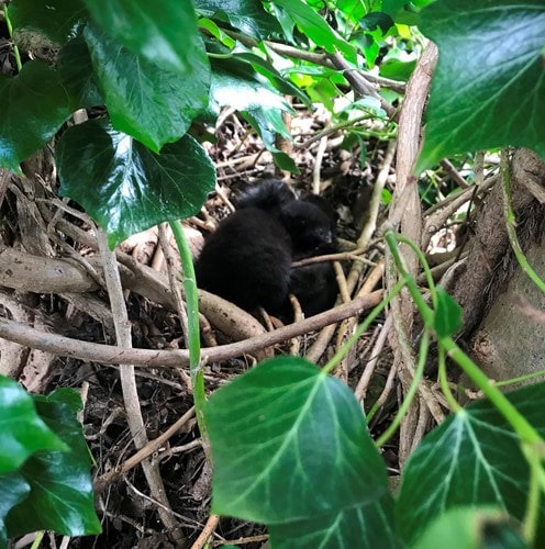 Black newborn kittens in bird's nest in tree