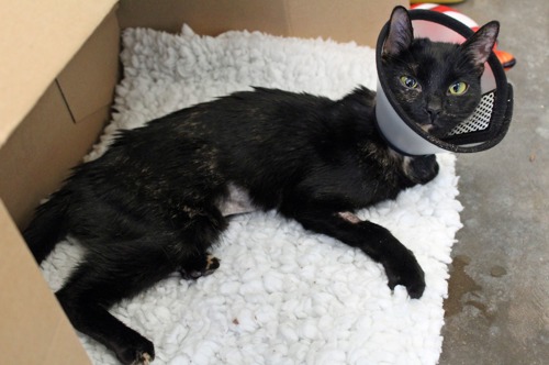 skinny black cat lying on white fleece blanket with plastic cone around head