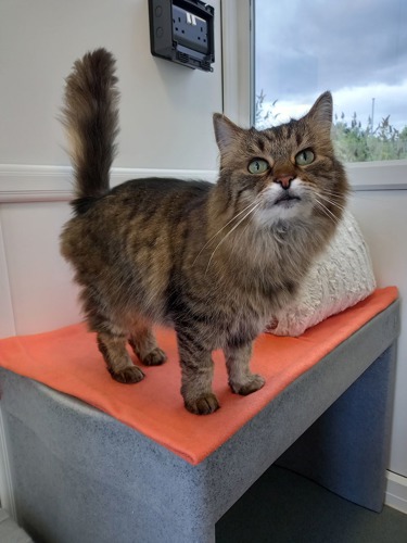 long-haired brown tabby cat