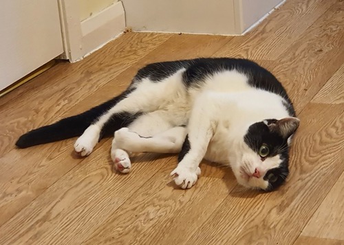 black-and-white cat lying on wooden floor