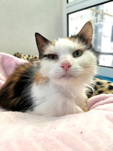 tortoiseshell-and-white cat lying on pink blanket