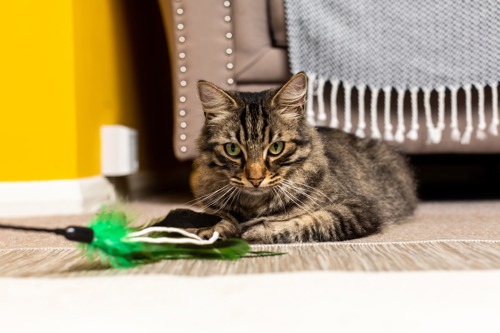 brown tabby cat lying on floor with fishing rod toy