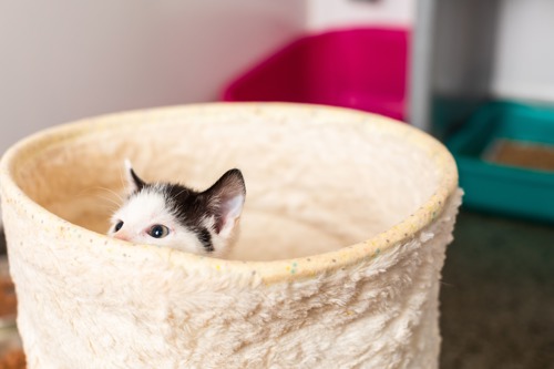 black-and-white cat peering out from inside white fluffy basket