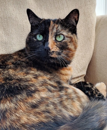 tortoiseshell cat