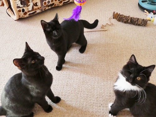 two black kittens and one black-and-white kittens